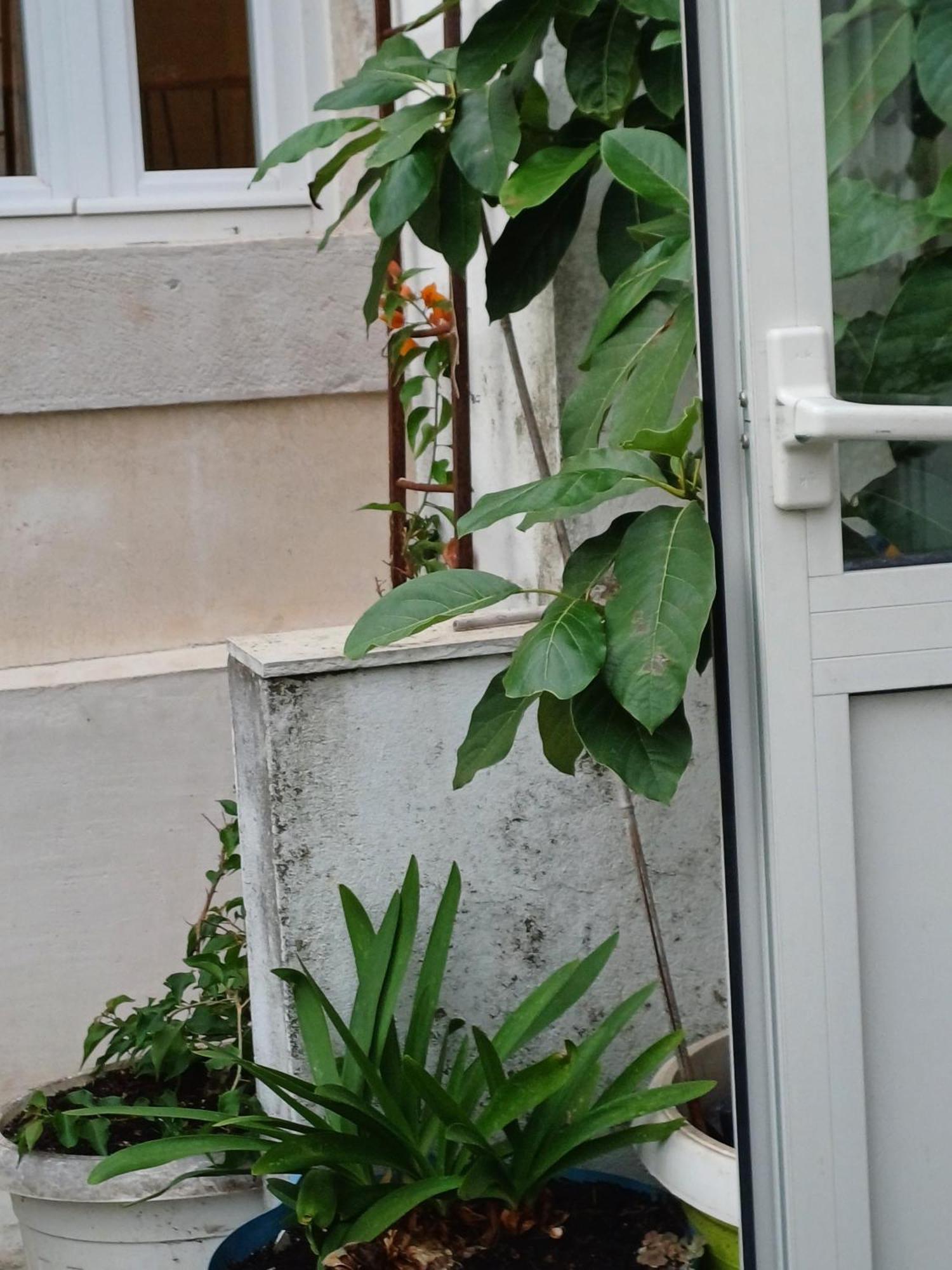Guest House Jungher Đảo Korčula Ngoại thất bức ảnh
